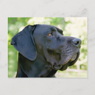 Carte postale Great Dane
