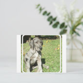 Carte postale Great Dane (Debout devant)