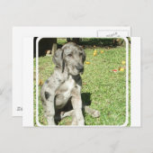 Carte postale Great Dane (Devant / Derrière)