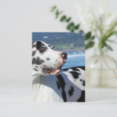 Carte Postale Great Dane - Arlequin - Bogey (Debout devant)