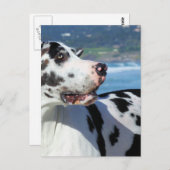 Carte Postale Great Dane - Arlequin - Bogey (Devant / Derrière)