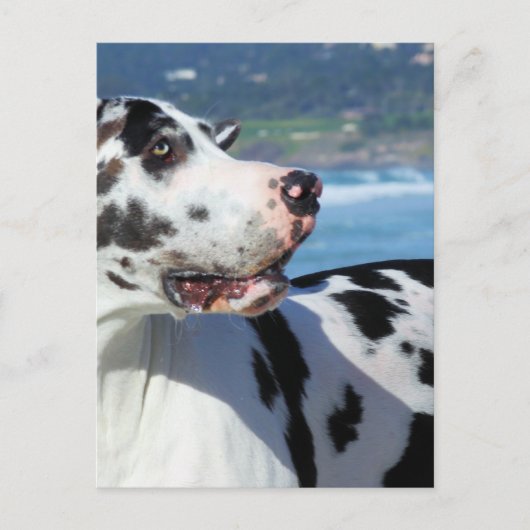 Carte Postale Great Dane - Arlequin - Bogey (Devant)