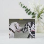 Carte Postale Great Dane Best Friends (Debout devant)