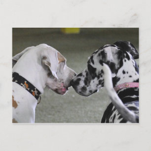 Carte Postale Great Dane Best Friends