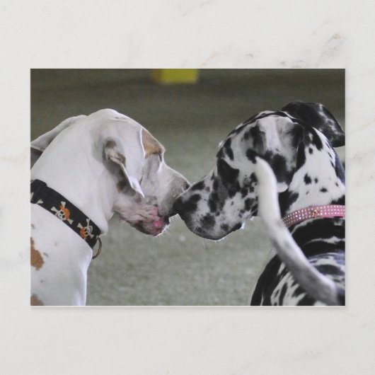 Carte Postale Great Dane Best Friends (Devant)