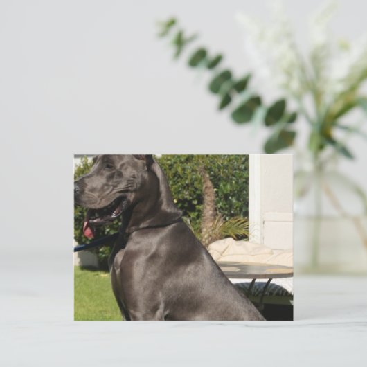 Carte postale Great Dane Dog (Debout devant)