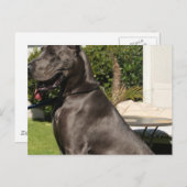 Carte postale Great Dane Dog (Devant / Derrière)