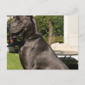 Carte postale Great Dane Dog (Devant)