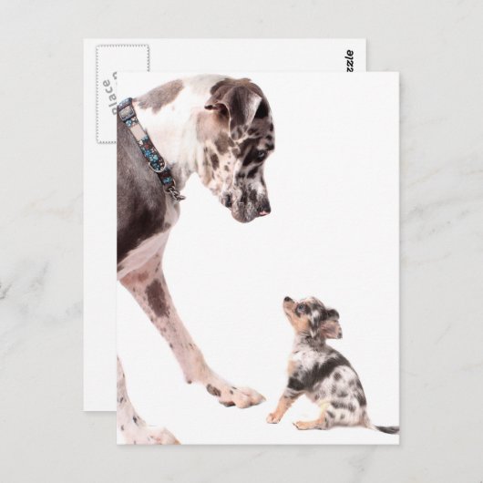 Carte Postale Great Dane et chihuahua (Devant / Derrière)