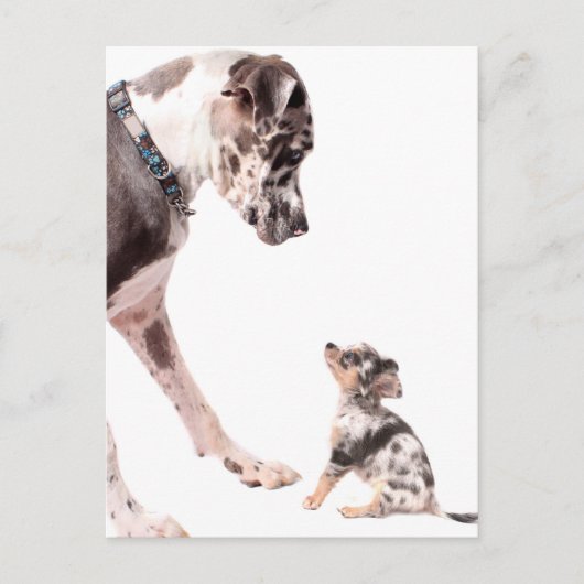Carte Postale Great Dane et chihuahua (Devant)
