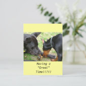 Carte postale Great Dane et Doberman (Debout devant)