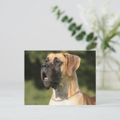 Carte Postale Great Dane - fawn / Deutsche Dogge - gelée (Debout devant)
