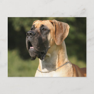 Carte Postale Great Dane - fawn / Deutsche Dogge - gelée