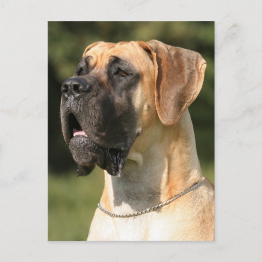 Carte Postale Great Dane - fawn / Dogge allemand - jaune (Devant)