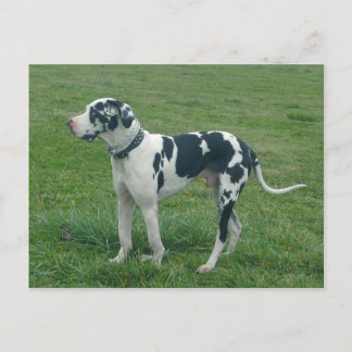 Carte postale Great Dane Harlequin "Cash"