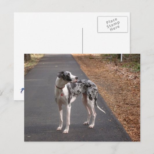 Carte Postale Great Dane Marley (Devant / Derrière)