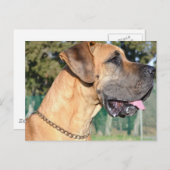 Carte postale Great Dane Photo (Devant / Derrière)
