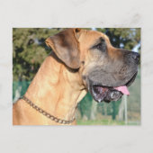 Carte postale Great Dane Photo (Devant)