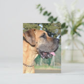 Carte postale Great Dane Photo (Debout devant)