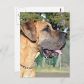 Carte postale Great Dane Photo (Devant / Derrière)