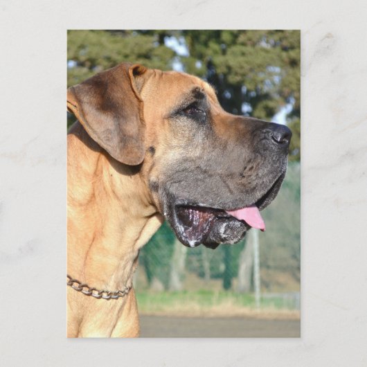 Carte postale Great Dane Photo (Devant)