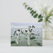Carte Postale Great Dane Sydney à la plage (Debout devant)