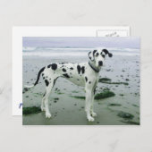 Carte Postale Great Dane Sydney à la plage (Devant / Derrière)