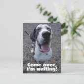 Carte Postale Great Dane waiting for you  (Debout devant)