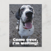 Carte Postale Great Dane waiting for you  (Devant)