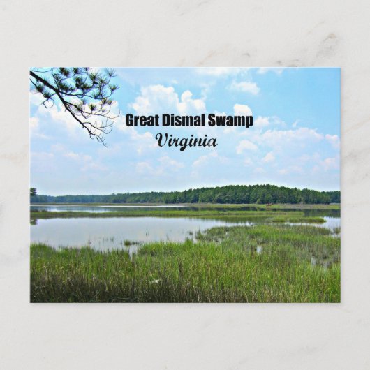 Carte Postale Great Dismal Swamp - Virginie (Devant)