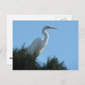 Carte Postale Great Egret dans la Floride ensoleillée (Devant / Derrière)