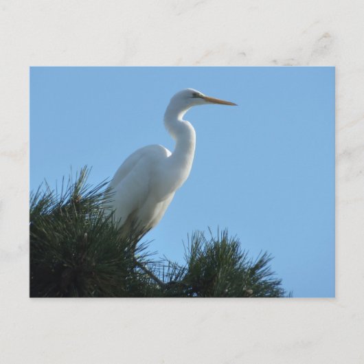 Carte Postale Great Egret dans la Floride ensoleillée (Devant)