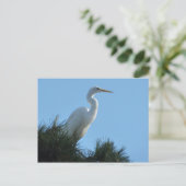 Carte Postale Great Egret dans la Floride ensoleillée (Debout devant)