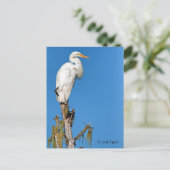 Carte Postale Great Egret Wildlife Series # 22 (Debout devant)