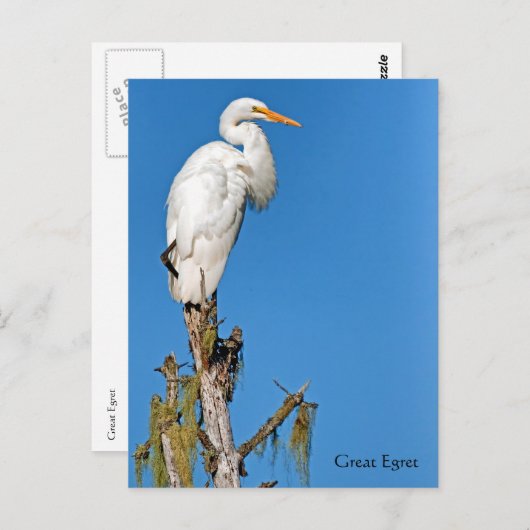 Carte Postale Great Egret Wildlife Series # 22 (Devant / Derrière)