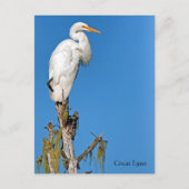 Carte Postale Great Egret Wildlife Series # 22 (Devant)
