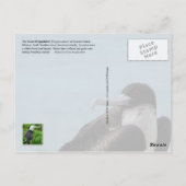 Carte Postale Great Frigatebird, Midway Atoll, Îles Hawaïennes (Dos)