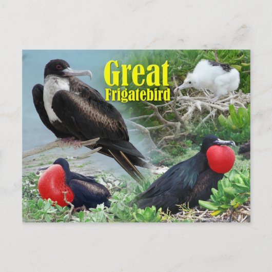 Carte Postale Great Frigatebird, Midway Atoll, Îles Hawaïennes (Devant)