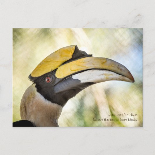 Carte postale : Great Hornbill 4 (Devant)