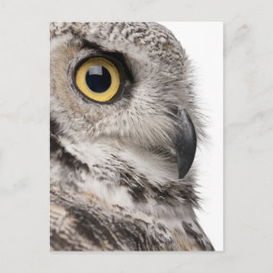 Carte Postale Great Horned Owl