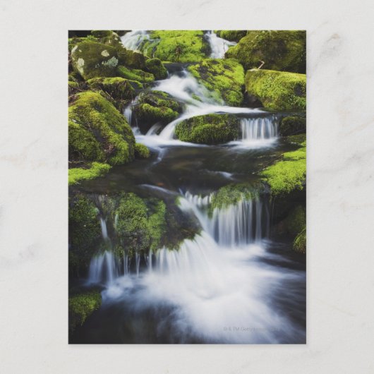 Carte Postale Great Smoky Mountains National Park, Tennessee (Devant)