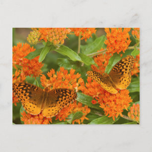 Carte Postale Great Spangled Fritillaries on Butterfly Milkweed