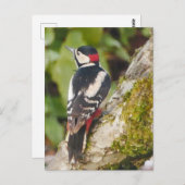 Carte postale Great Spotspot Woodpecker (Devant / Derrière)