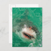 Carte Postale Great White (Devant / Derrière)