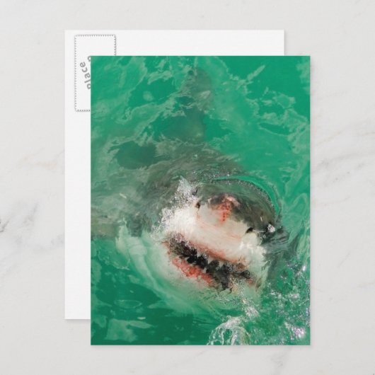 Carte Postale Great White (Devant / Derrière)