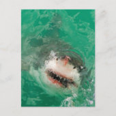 Carte Postale Great White (Devant)