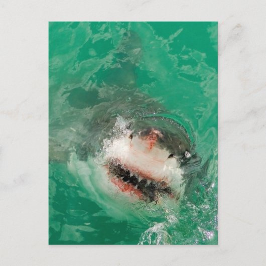 Carte Postale Great White (Devant)