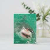 Carte Postale Great White (Debout devant)