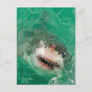 Carte Postale Great White