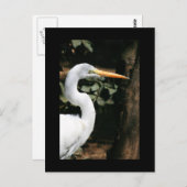 Carte postale Great White Egret (Devant / Derrière)